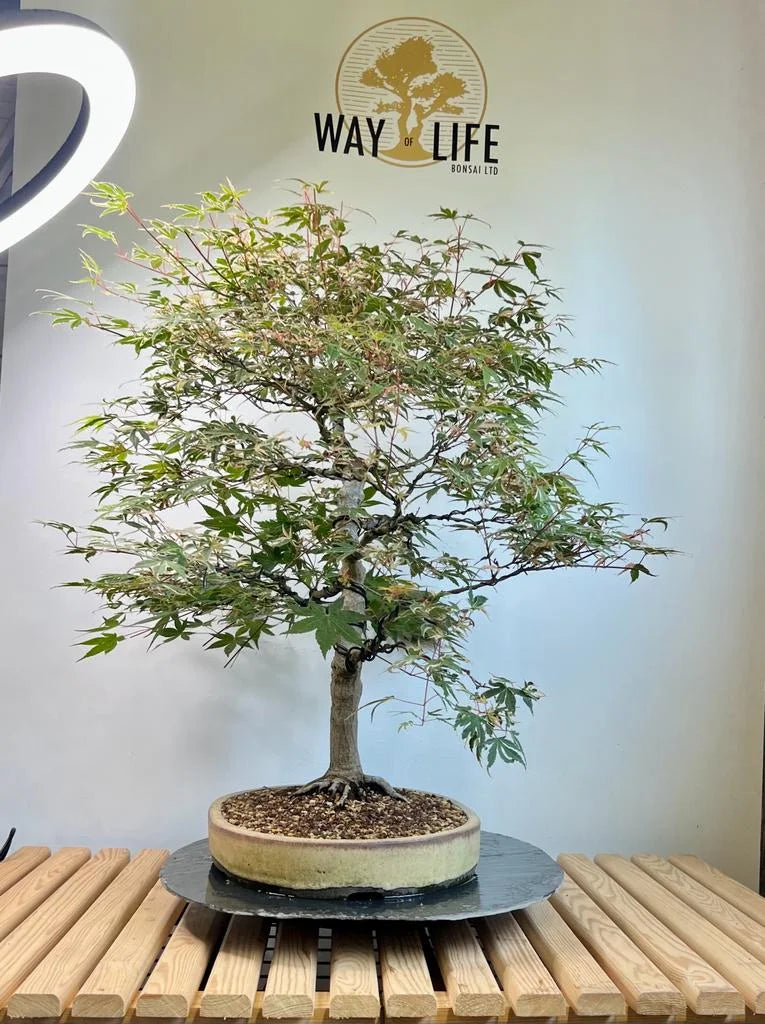 Acer Bonsai Trees