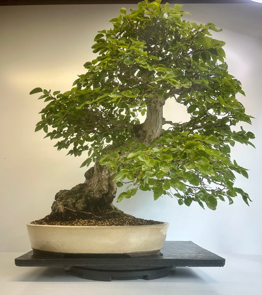 Korean Hornbeam