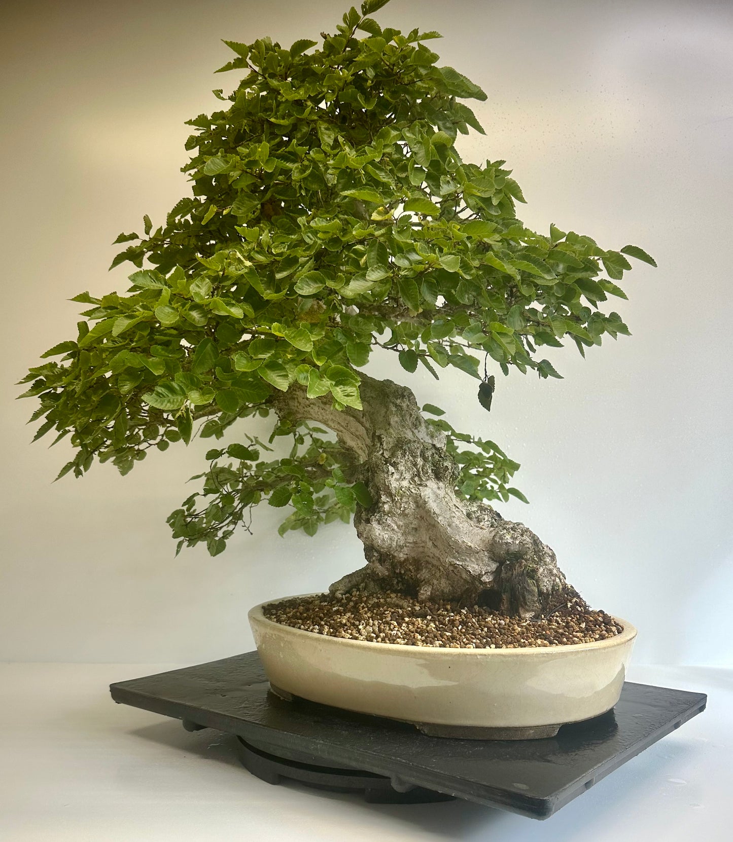 Korean Hornbeam