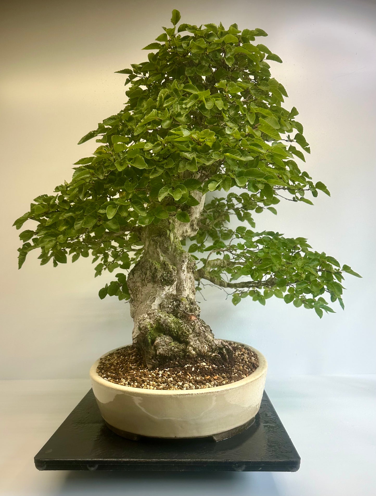 Korean Hornbeam