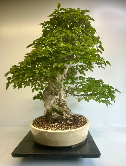 Korean Hornbeam