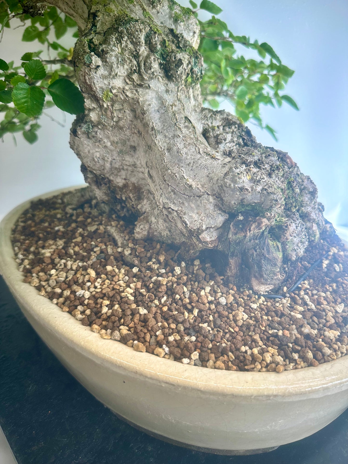 Korean Hornbeam