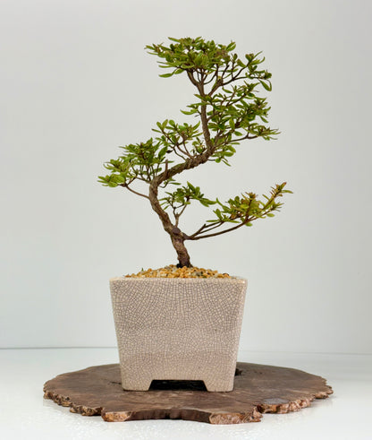 Satsuki Azalea Bonsai Tree – 38 cm in Yixing Pot