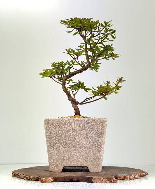 Satsuki Azalea Bonsai Tree – 38 cm in Yixing Pot