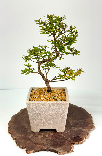 Satsuki Azalea Bonsai Tree – 38 cm in Yixing Pot