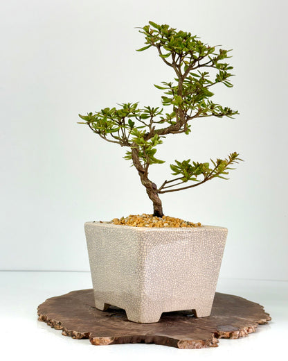 Satsuki Azalea Bonsai Tree – 38 cm in Yixing Pot