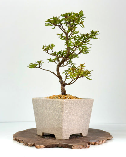 Satsuki Azalea Bonsai Tree – 38 cm in Yixing Pot