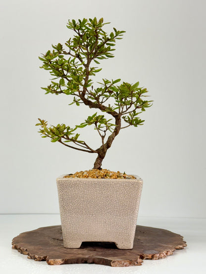 Satsuki Azalea Bonsai Tree – 38 cm in Yixing Pot