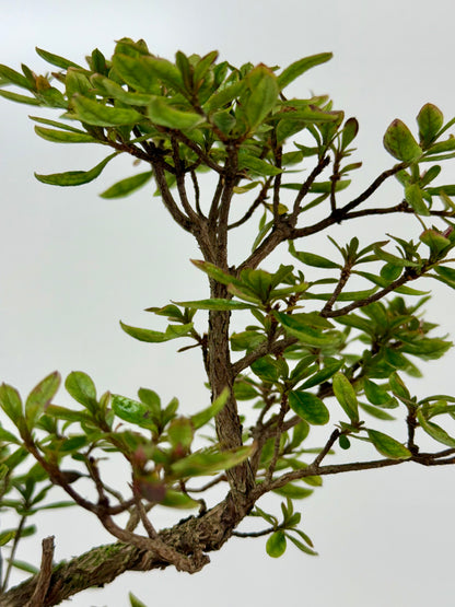 Satsuki Azalea Bonsai Tree – 38 cm in Yixing Pot