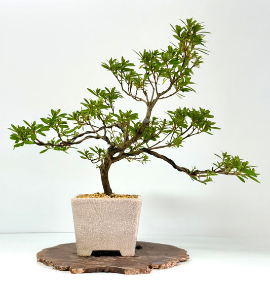 Satsuki Azalea Bonsai Tree – 45 cm in Yixing Pot
