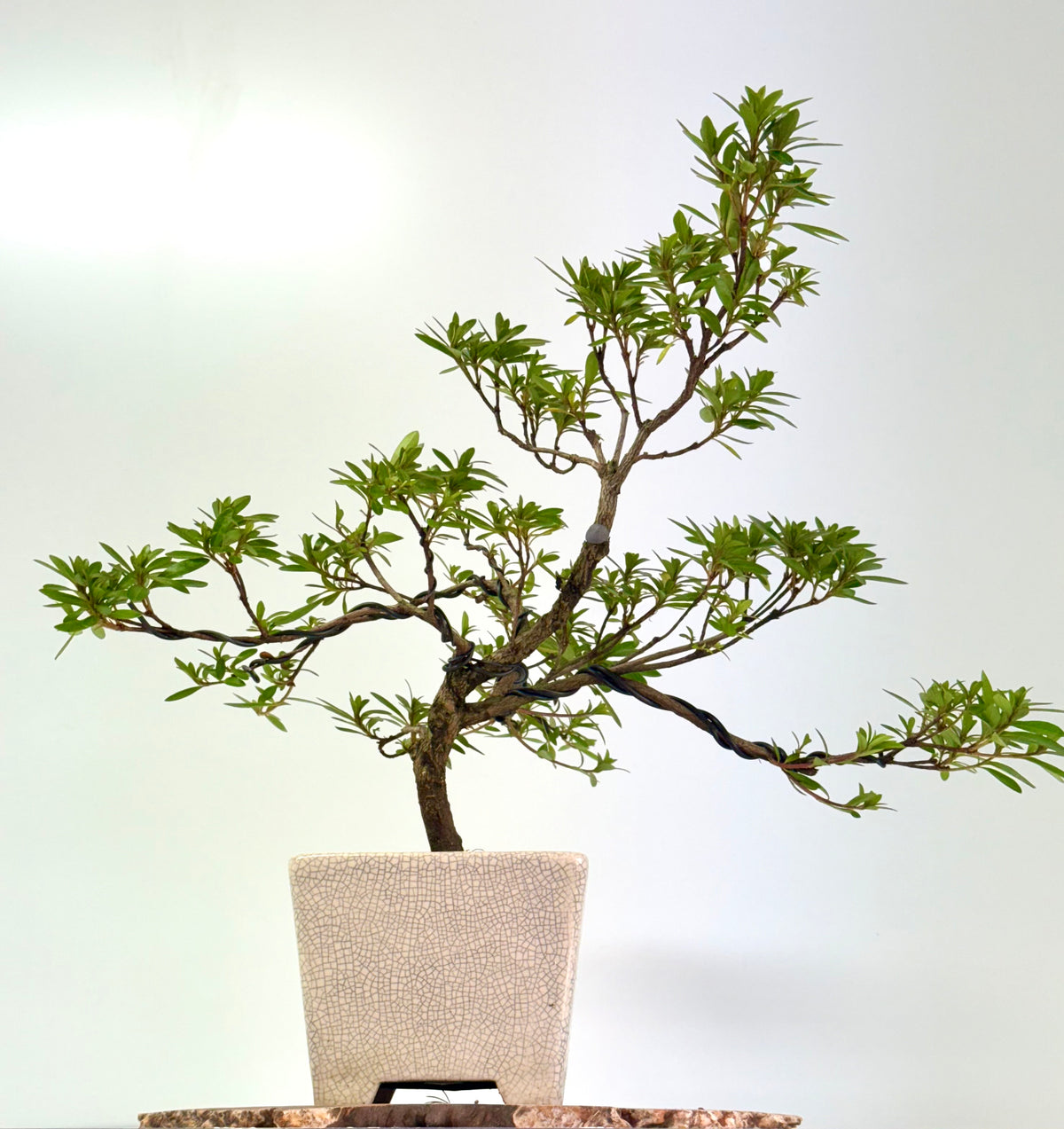 Satsuki Azalea Bonsai Tree – 45 cm in Yixing Pot