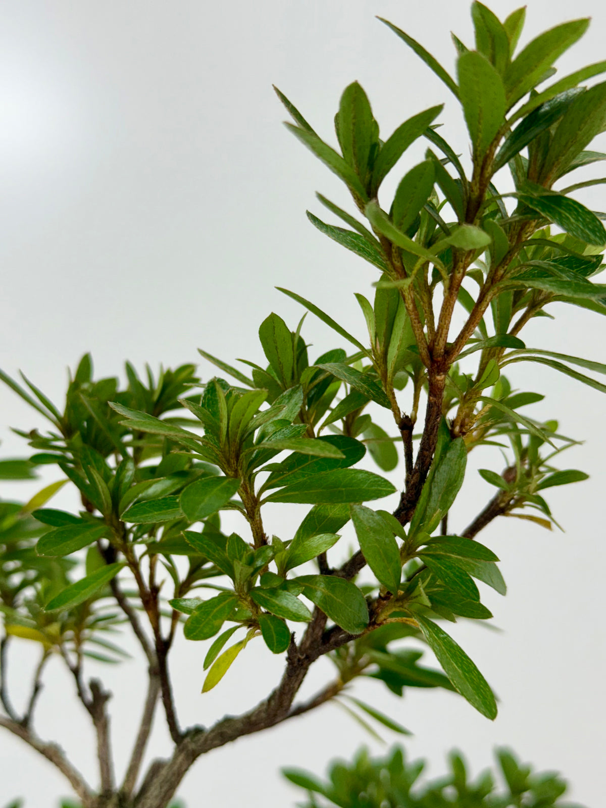 Satsuki Azalea Bonsai Tree – 45 cm in Yixing Pot