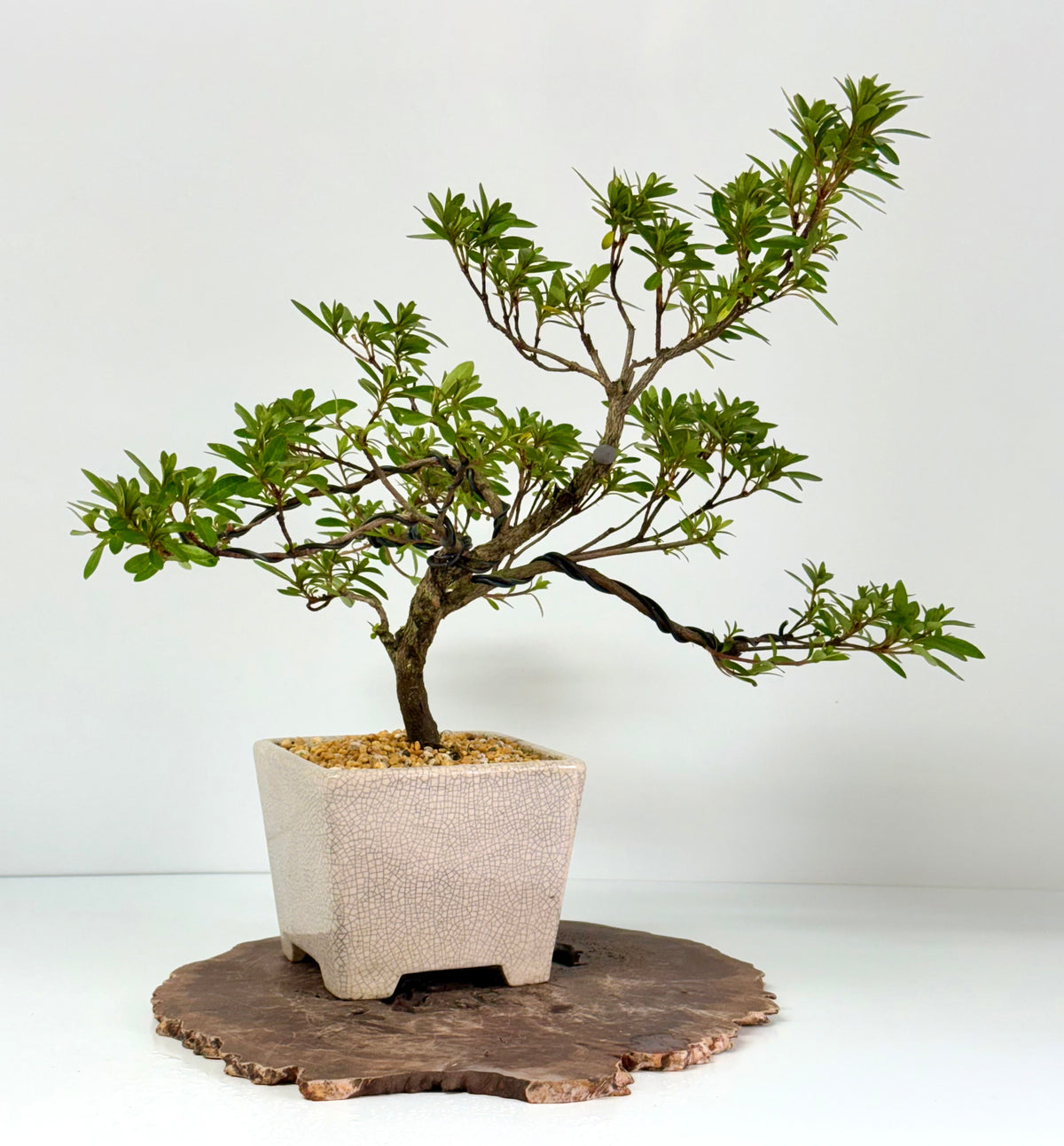 Satsuki Azalea Bonsai Tree – 45 cm in Yixing Pot