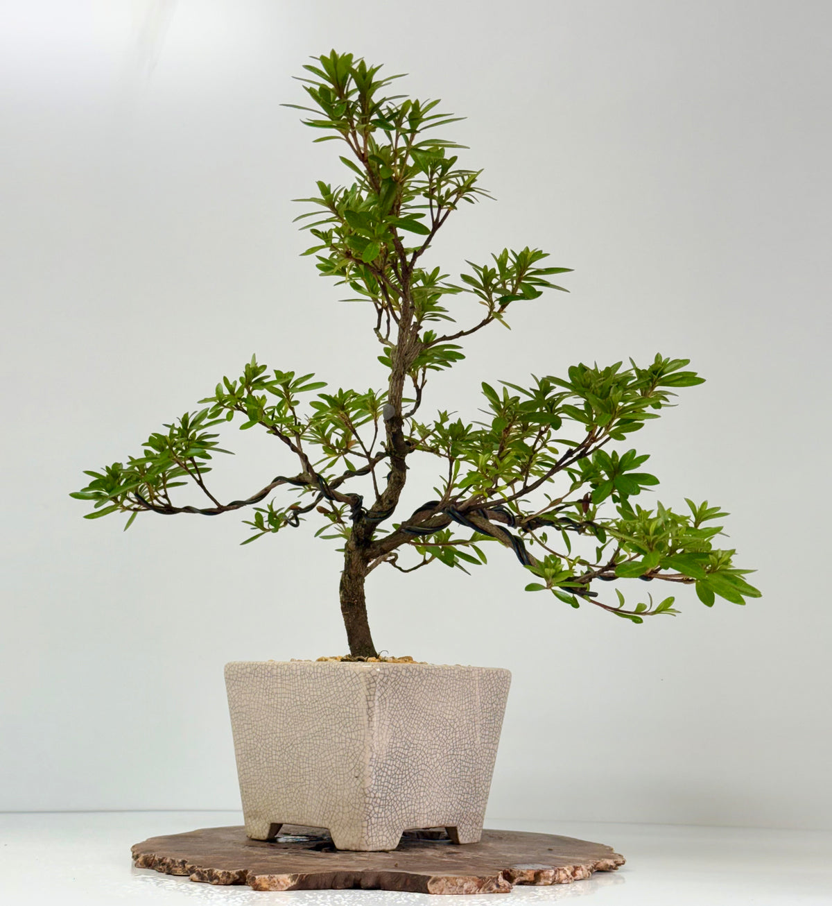 Satsuki Azalea Bonsai Tree – 45 cm in Yixing Pot