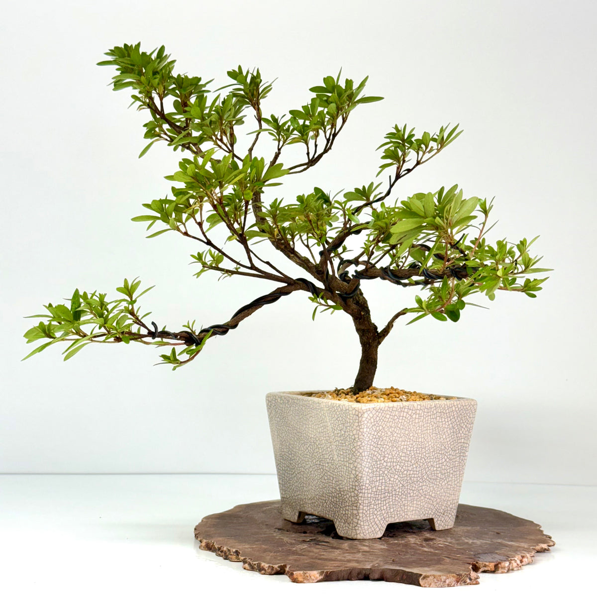 Satsuki Azalea Bonsai Tree – 45 cm in Yixing Pot