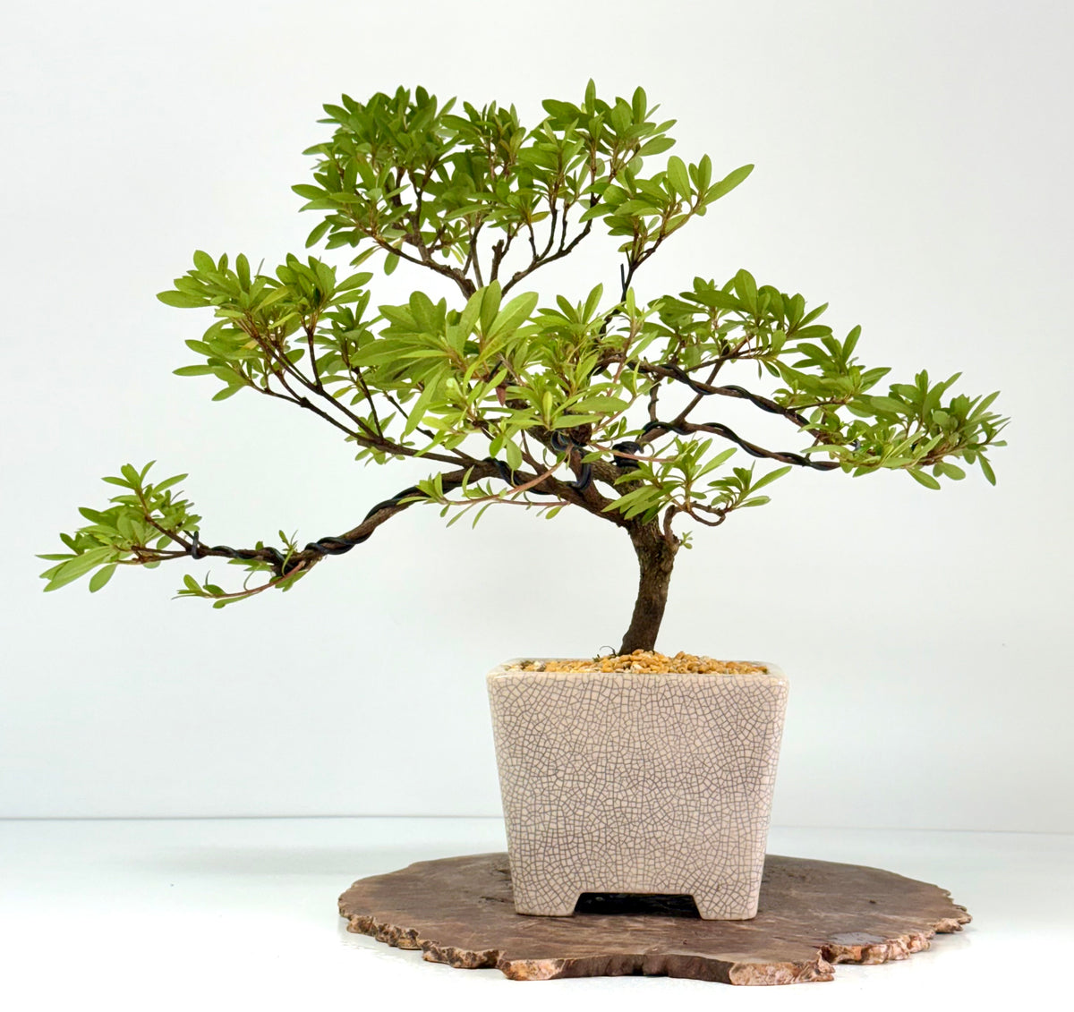 Satsuki Azalea Bonsai Tree – 45 cm in Yixing Pot