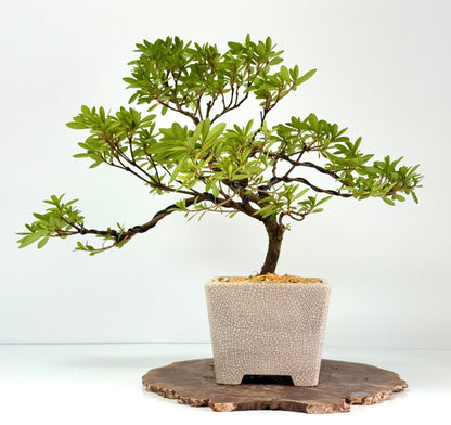 Satsuki Azalea Bonsai Tree – 45 cm in Yixing Pot