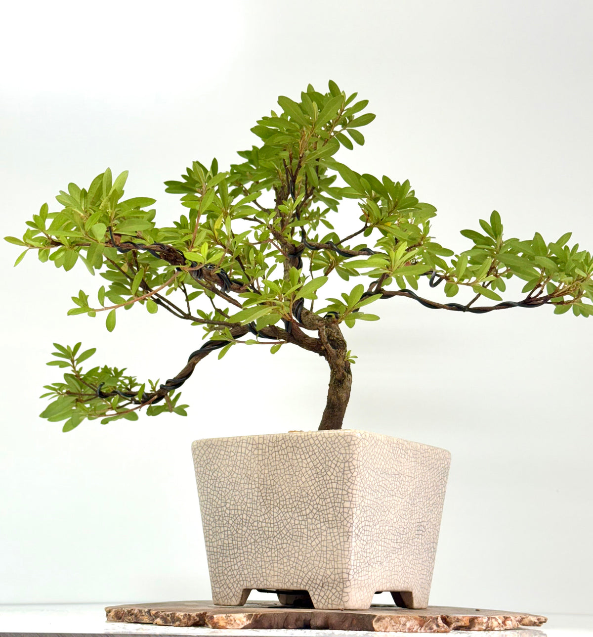 Satsuki Azalea Bonsai Tree – 45 cm in Yixing Pot