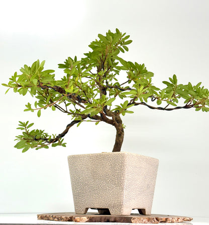 Satsuki Azalea Bonsai Tree – 45 cm in Yixing Pot
