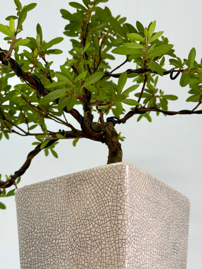 Satsuki Azalea Bonsai Tree – 45 cm in Yixing Pot