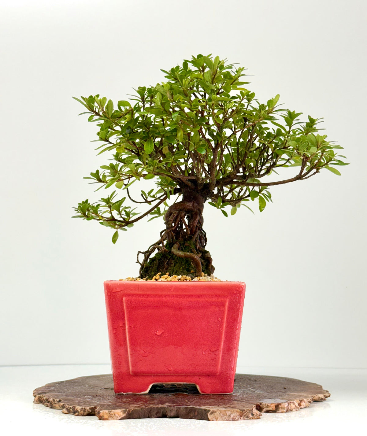 Exposed Root Azalea Bonsai | Flowering Satsuki Azalea – 33 cm