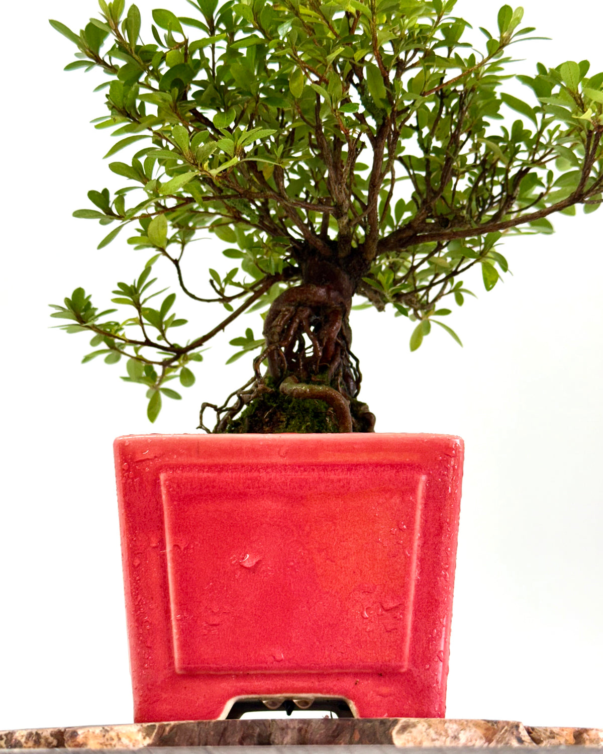 Exposed Root Azalea Bonsai | Flowering Satsuki Azalea – 33 cm
