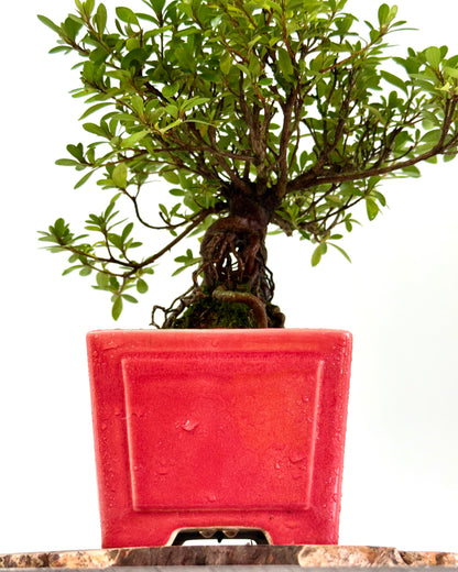 Exposed Root Azalea Bonsai | Flowering Satsuki Azalea – 33 cm