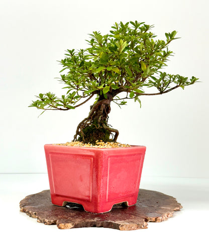 Exposed Root Azalea Bonsai | Flowering Satsuki Azalea – 33 cm