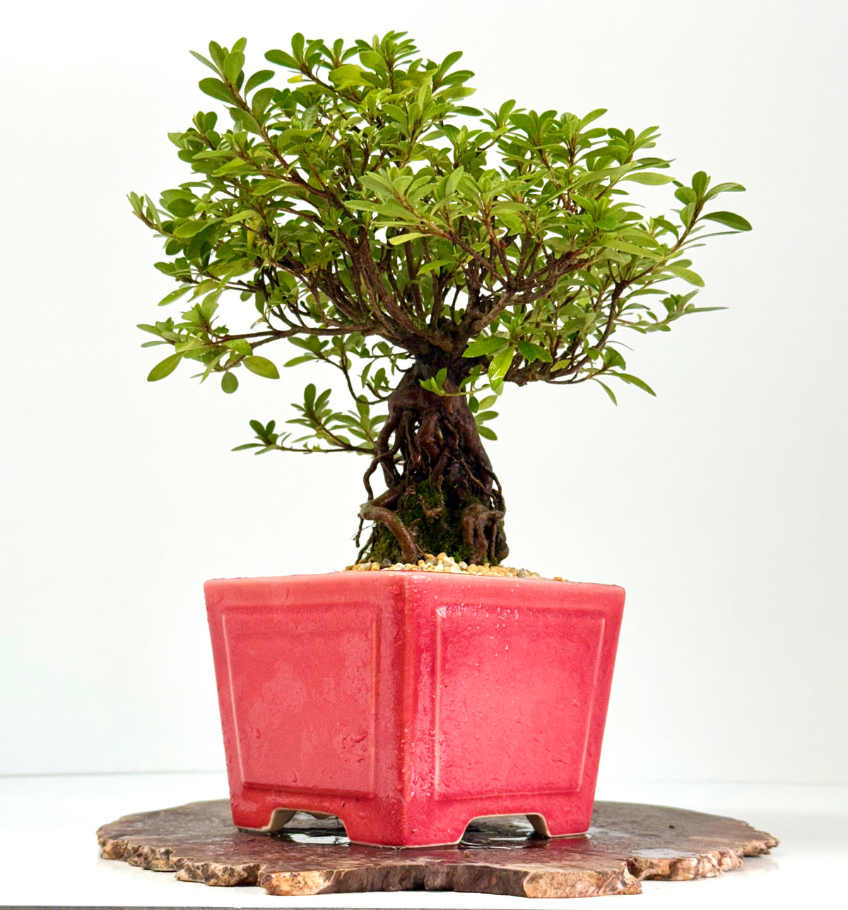 Exposed Root Azalea Bonsai | Flowering Satsuki Azalea – 33 cm