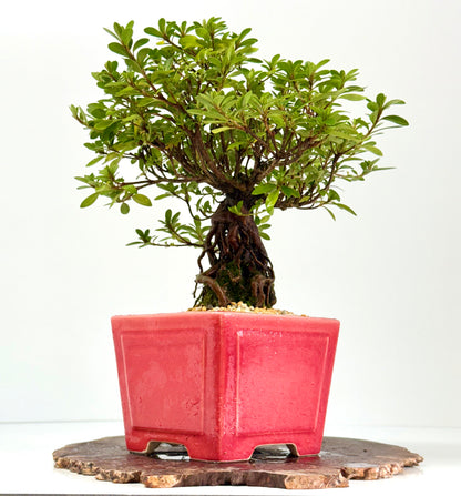 Exposed Root Azalea Bonsai | Flowering Satsuki Azalea – 33 cm