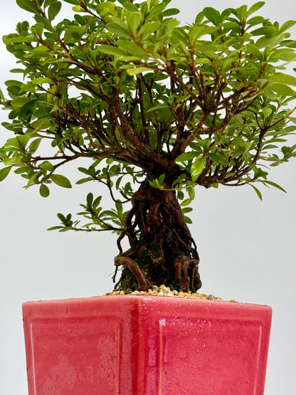 Exposed Root Azalea Bonsai | Flowering Satsuki Azalea – 33 cm