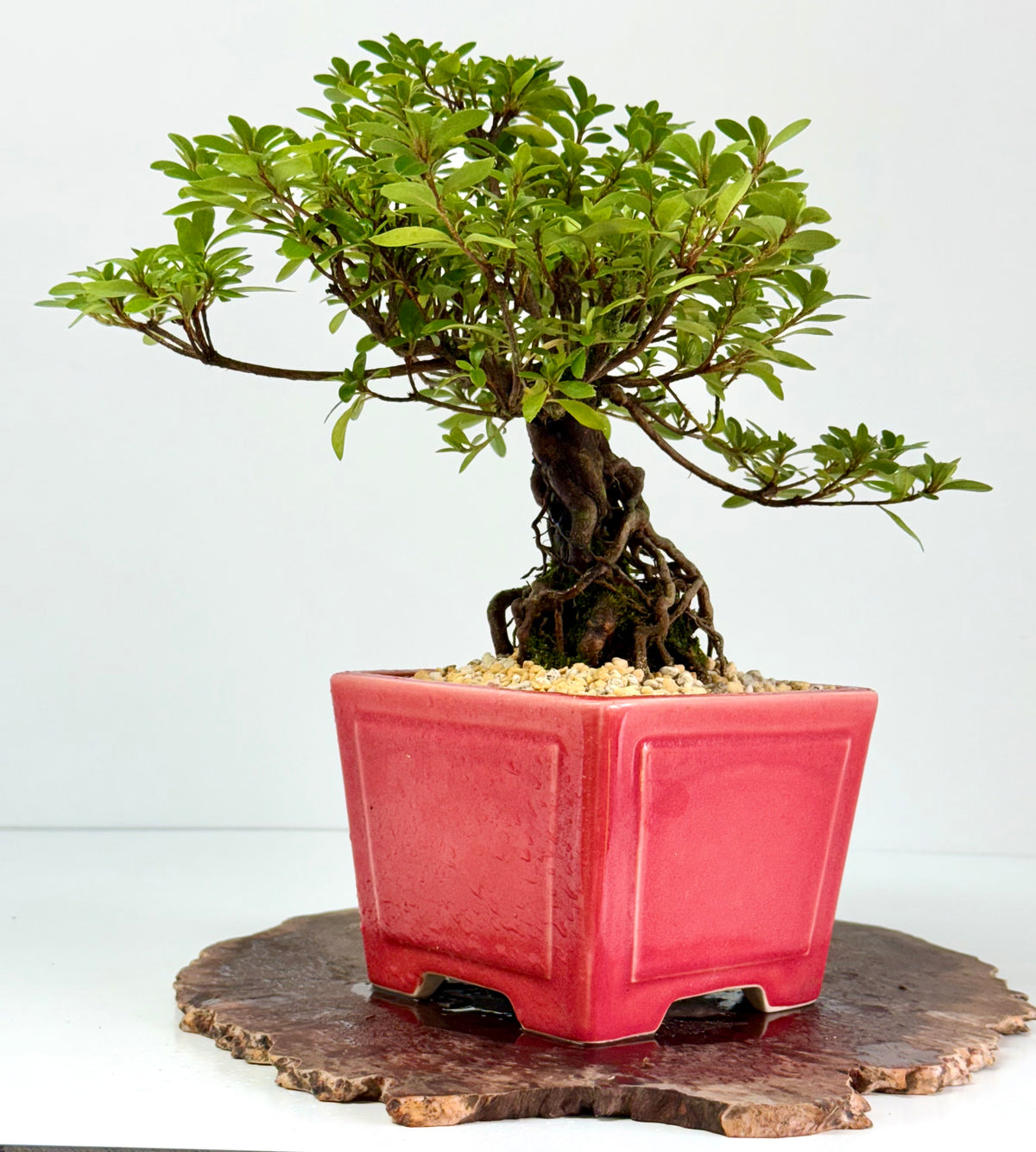 Exposed Root Azalea Bonsai | Flowering Satsuki Azalea – 33 cm
