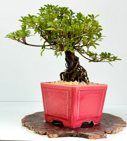 Exposed Root Azalea Bonsai | Flowering Satsuki Azalea – 33 cm