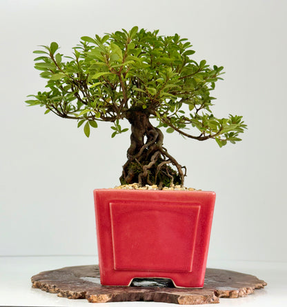 Exposed Root Azalea Bonsai | Flowering Satsuki Azalea – 33 cm