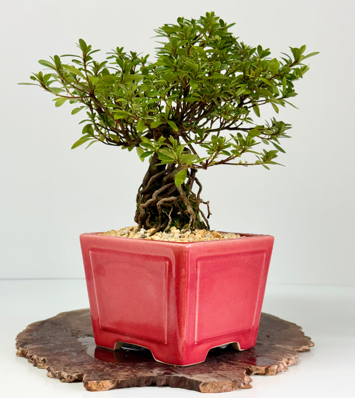 Exposed Root Azalea Bonsai | Flowering Satsuki Azalea – 33 cm
