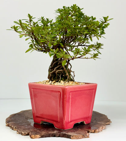 Exposed Root Azalea Bonsai | Flowering Satsuki Azalea – 33 cm