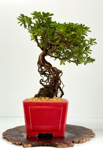 Exposed Root Azalea Bonsai | Flowering Satsuki Azalea – 38 cm