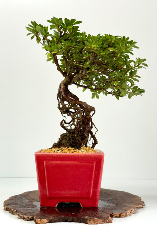 Exposed Root Azalea Bonsai | Flowering Satsuki Azalea – 38 cm