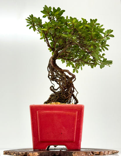 Exposed Root Azalea Bonsai | Flowering Satsuki Azalea – 38 cm