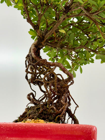Exposed Root Azalea Bonsai | Flowering Satsuki Azalea – 38 cm