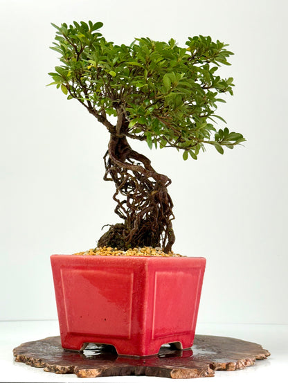 Exposed Root Azalea Bonsai | Flowering Satsuki Azalea – 38 cm