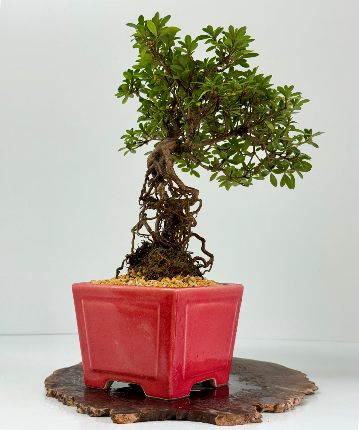Exposed Root Azalea Bonsai | Flowering Satsuki Azalea – 38 cm