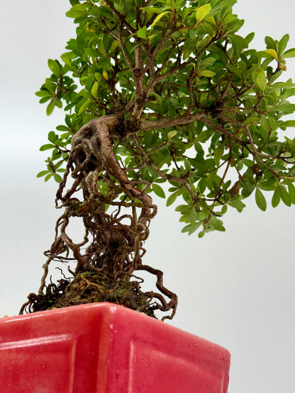Exposed Root Azalea Bonsai | Flowering Satsuki Azalea – 38 cm