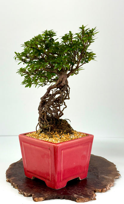 Exposed Root Azalea Bonsai | Flowering Satsuki Azalea – 38 cm