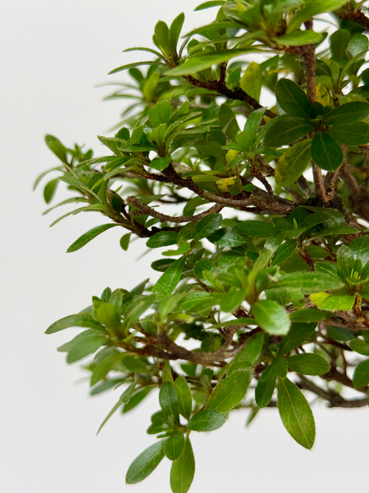 Exposed Root Azalea Bonsai | Flowering Satsuki Azalea – 38 cm