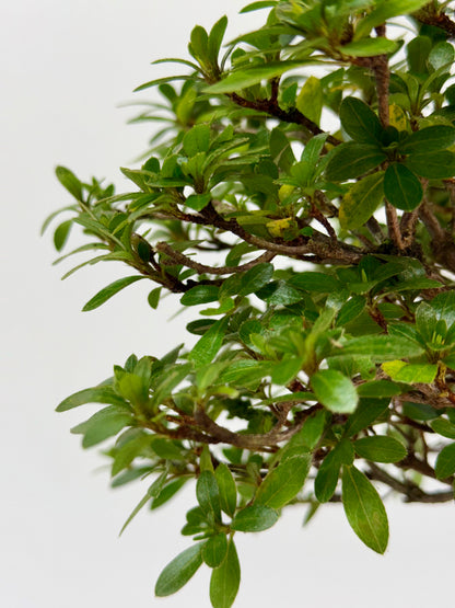 Exposed Root Azalea Bonsai | Flowering Satsuki Azalea – 38 cm