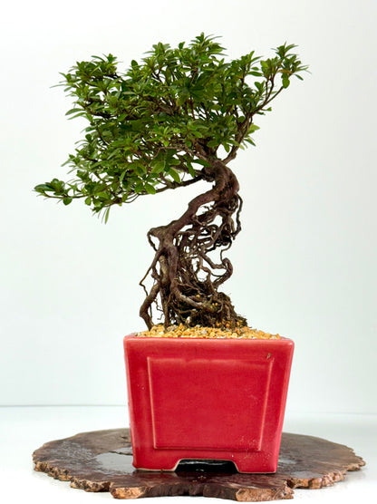 Exposed Root Azalea Bonsai | Flowering Satsuki Azalea – 38 cm