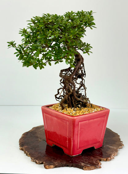 Exposed Root Azalea Bonsai | Flowering Satsuki Azalea – 38 cm
