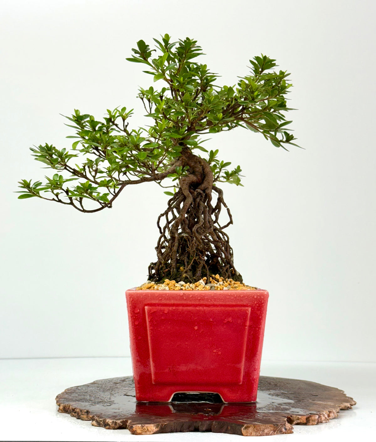 Exposed Root Azalea Bonsai | Flowering Satsuki Azalea – 37 cm