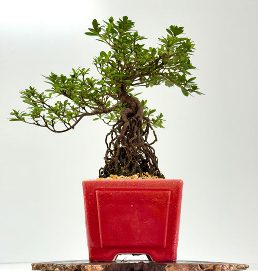 Exposed Root Azalea Bonsai | Flowering Satsuki Azalea – 37 cm
